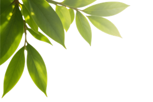 Leaf Decorative